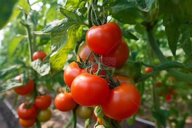 有机水溶肥是什么肥料