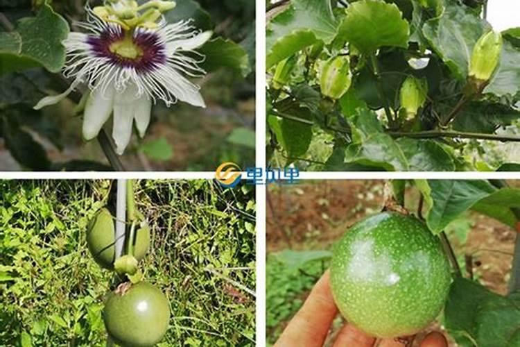 种植百香果什么时间施肥最好 百香果什么时候施肥