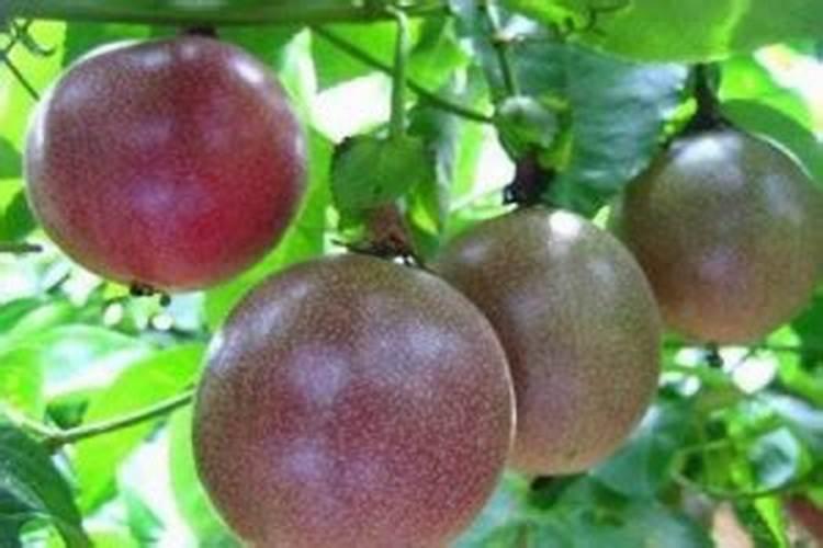 百香果什么时候施肥 种植百香果什么时间施肥最好