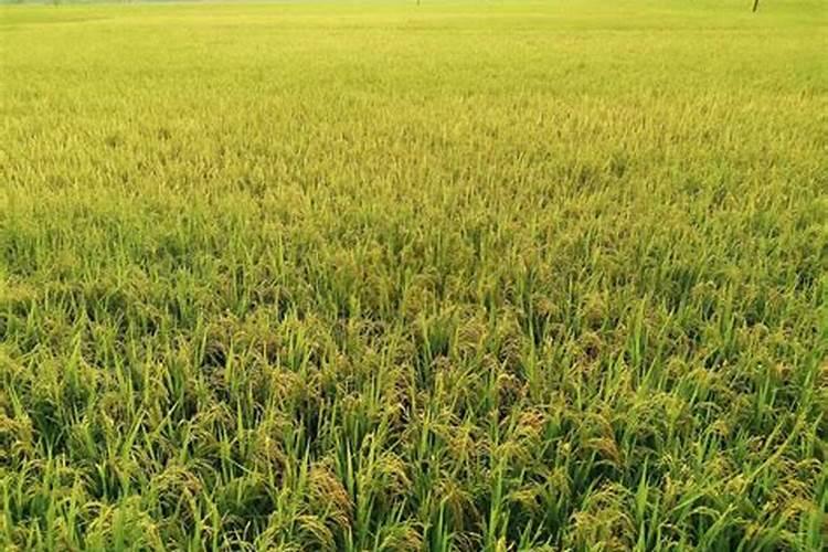 水溶性肥料是什么？水溶性肥料对的施用方法