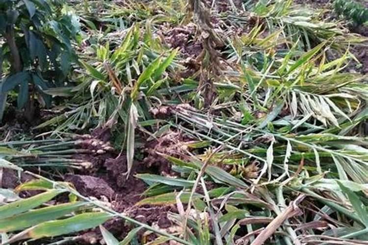 玉米追肥用尿素好还是用磷钾肥好