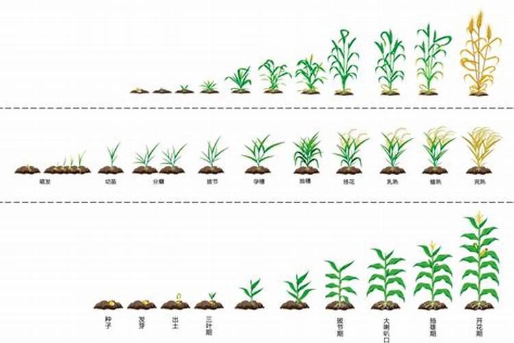 春天可以把栀子花种露天地里吗