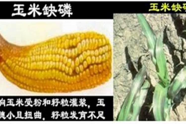 一亩地上了200斤磷肥怎么办