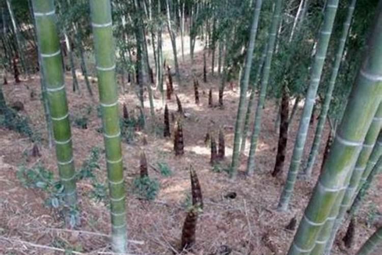 果树什么时间补硼效果更好？很多果农补了很多硼,但都浪费了