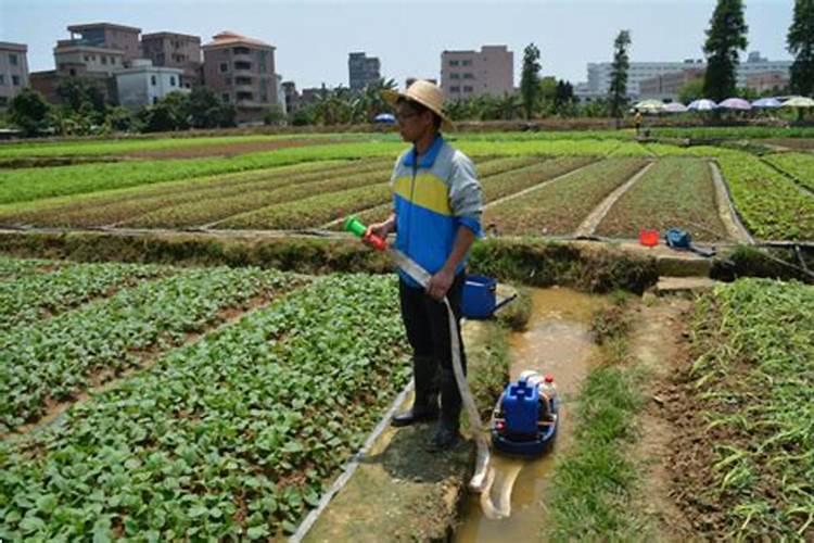 如何给月季花施肥