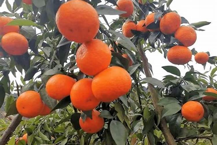 沃柑苗东季是否可施叶面肥