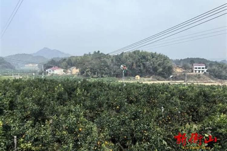 两年沃柑树用什么复合肥好