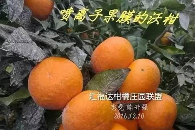 沃柑能在零下几度果子不会冻