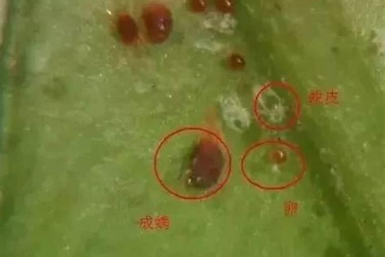 怎样给月季上奥绿肥