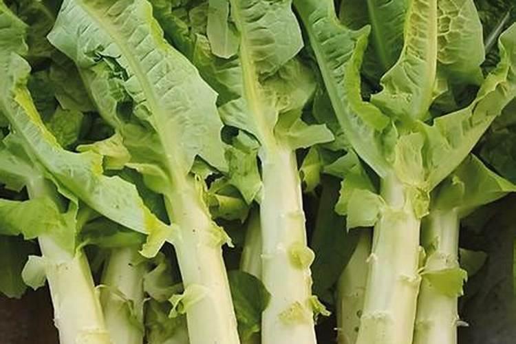 莴笋叶片封垄时,肉质茎开始横向膨大要怎么做？