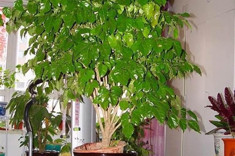 贵州芭田生产什么