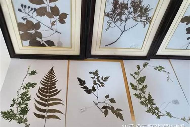 杨梅施钾肥什么时候最好？