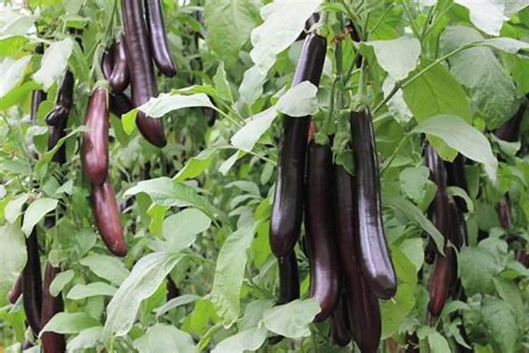 一年生的小葡萄树苗可以用硅肥吗