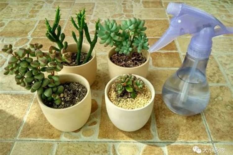 老师帮我看看茄子苗