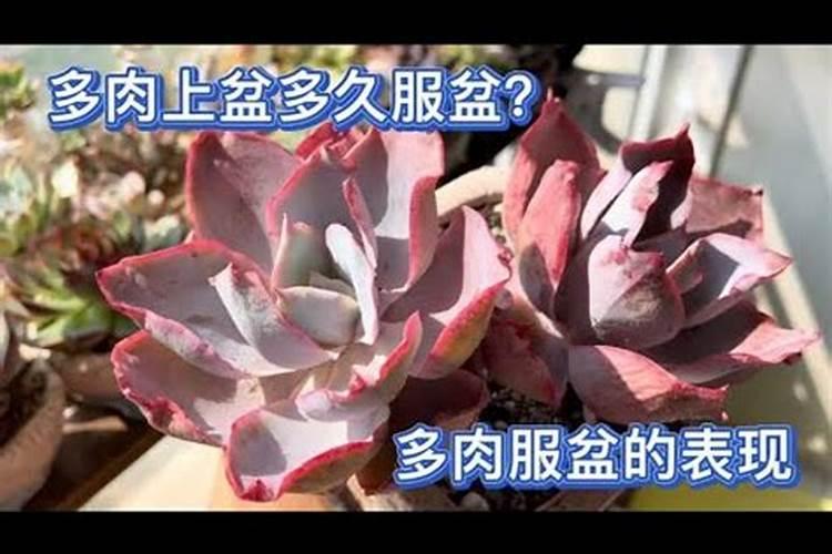 多肉九尾狐怎么越来越瘦