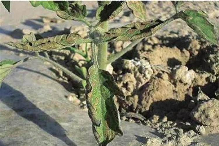 甜瓜病害,附防治方法