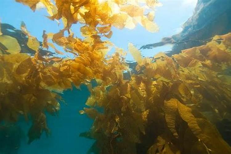 种植蔬菜怎么补铁 补铁有