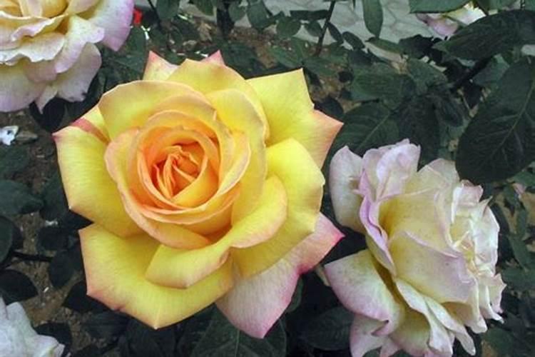 莲蓬施肥用氯化钾还是硫酸钾？