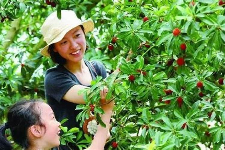 杨梅树施什么肥最好？