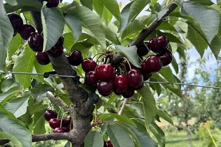 桃树结果生虫打什么药最好