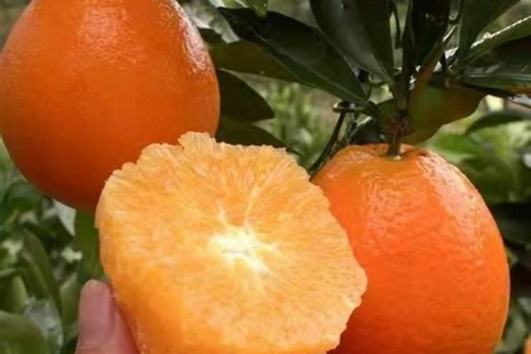 水稻田该如何施用硼肥