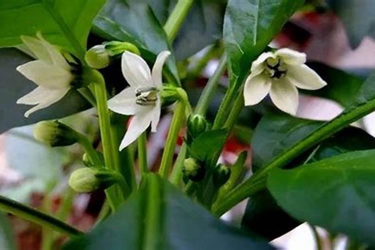 青椒施什么肥最好