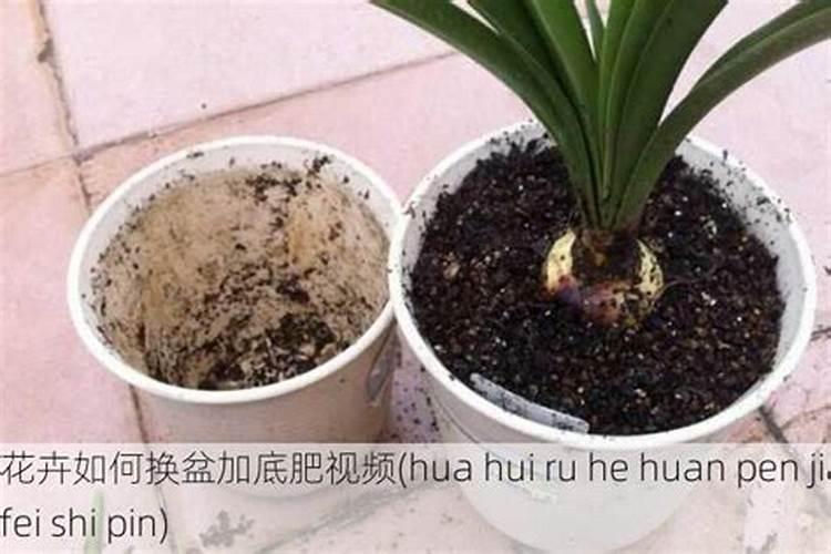 如何给月季正确的施肥(平时掌握好月季花施肥方法)