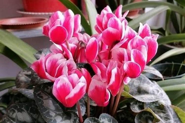 水溶肥在葡萄如何使用？