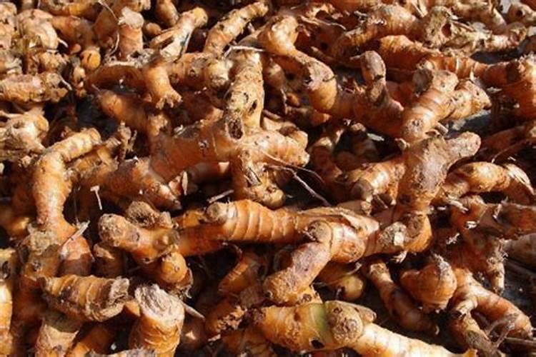 河南草坪批发价格一平方多少钱