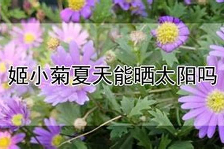 姬小菊的养殖方法和注意事项