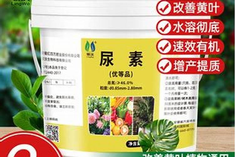 种辣子怎样施肥