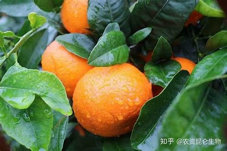 沃柑七月份用什么肥