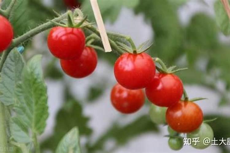 大白菜得了霜霉病,该怎么防治才能提高产量？