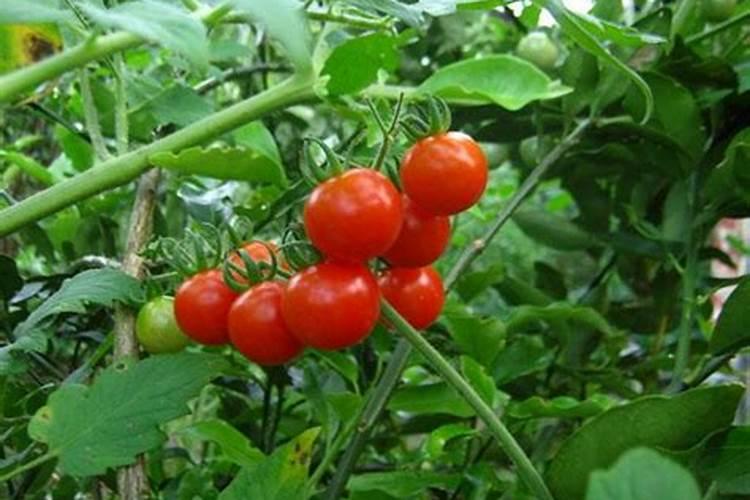 西红柿膨果期用什么肥料好？西红柿挂果期怎么用肥料？