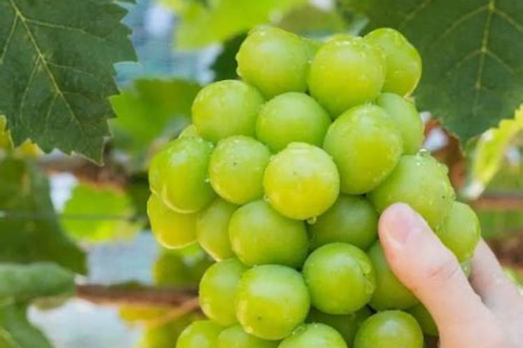 乙蒜素和冠菌清可以混用吗？