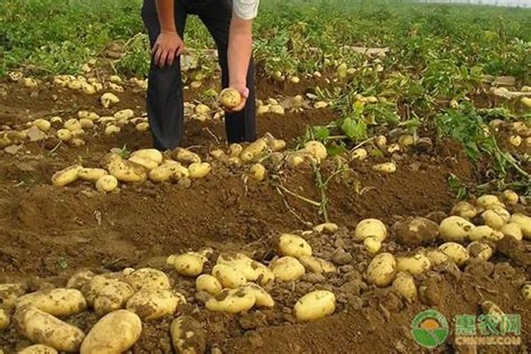 土豆什么时候施肥 土豆的施肥时间