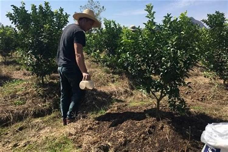 沃柑用什么肥最旺盛