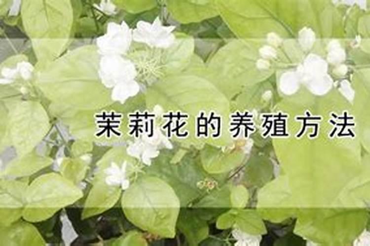 玉米锌肥叶面喷施用量