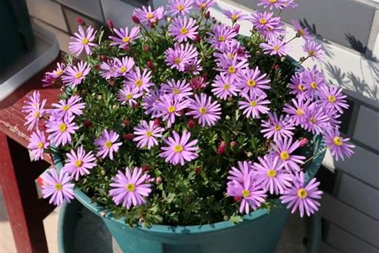 姬小菊叶子长得特别高特别长,但就是不开花该怎么办？