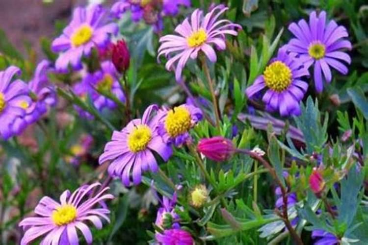 姬小菊的养殖方法和注意事项