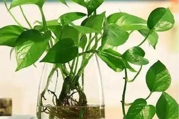 菠菜生长期多少天,四季菠菜皆在30～50天左右