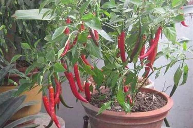 种多肉植物用什么土最好(新手必备的配土方法)