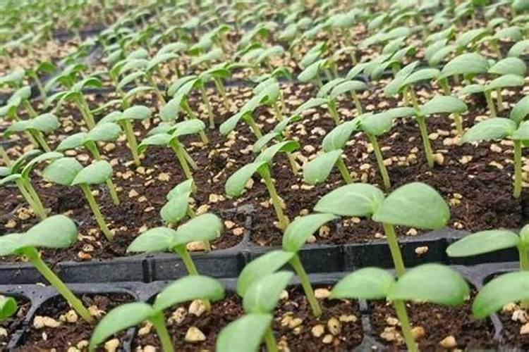 种香瓜用什么肥料最好