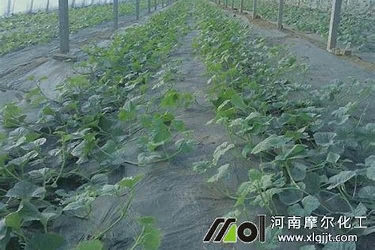 露天香瓜种植技术