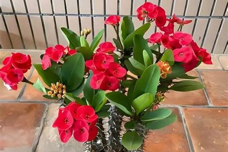 虎刺梅浇什么肥料合适