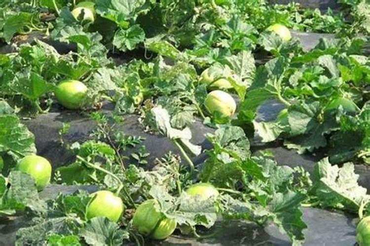 香瓜苗期怎么施肥最好