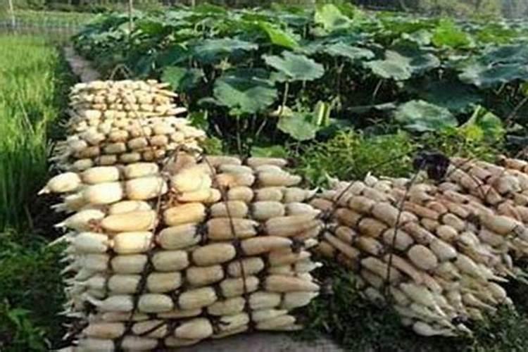 莲藕种植如何施肥使用什么肥