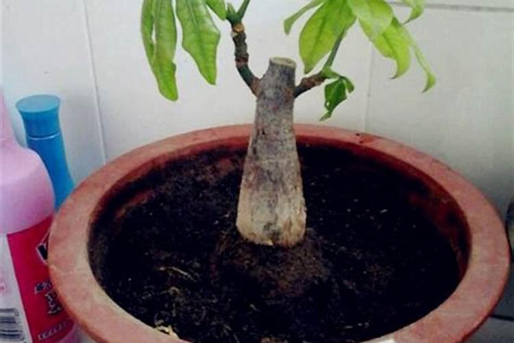 公认最好的三个复合肥