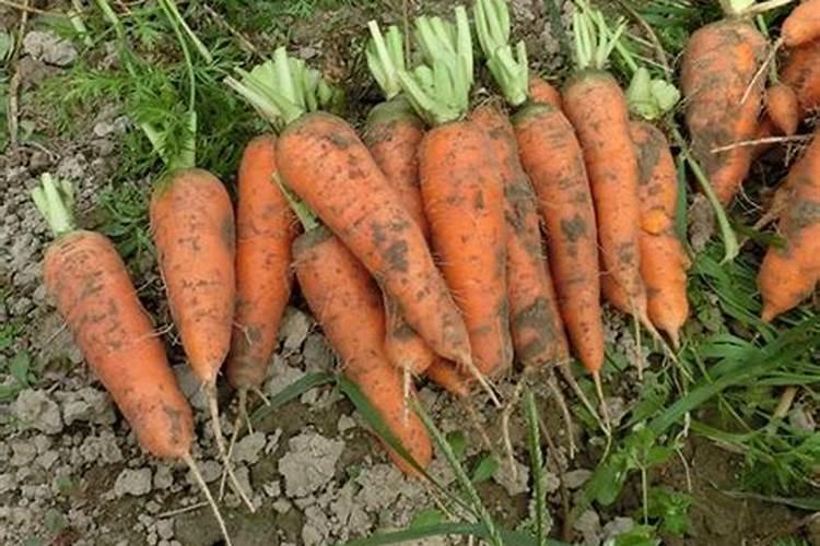 小麦冬季管理安全越冬的注意事项