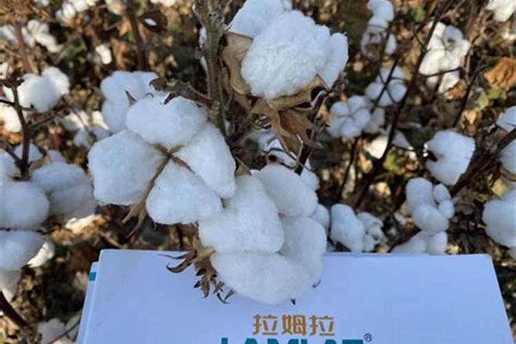 在辣椒种植过程中,怎么样施肥才能保证辣椒高产优质？